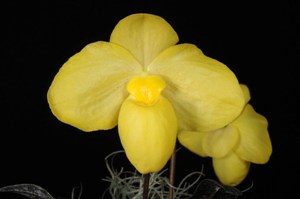 Paphiopedilum Hsinying Agogo Annie Hikes HCC/AOS 78 pts.